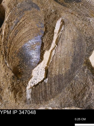 Limopsis striatopunctatus