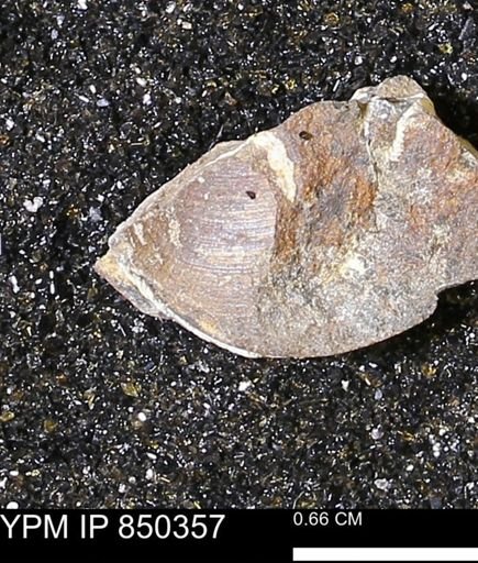 Limopsis striatopunctatus