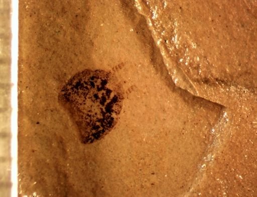 undet. Blattodea