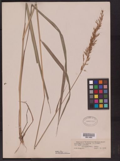 Sorghastrum nutans