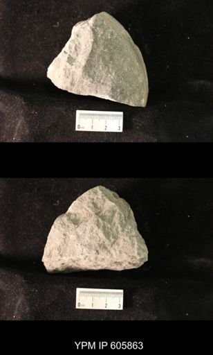 Productus semireticulatus