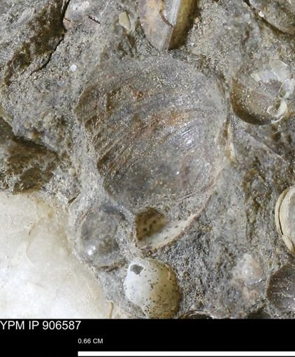undet. Bivalvia