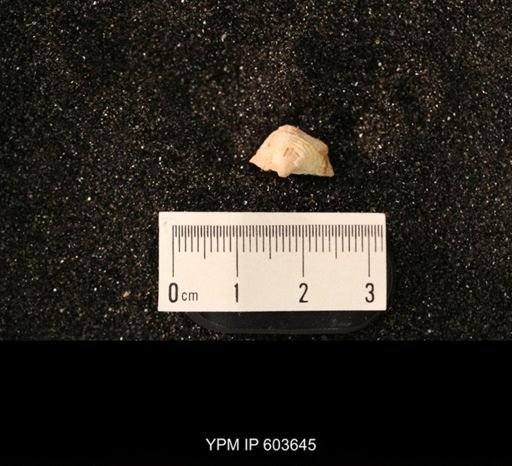 Productus cf. redesdalensis