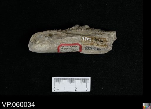 Protosphyraena