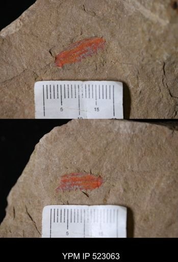 undet. Arthropoda