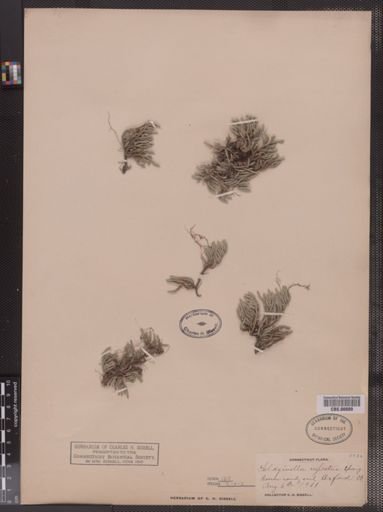 Selaginella rupestris