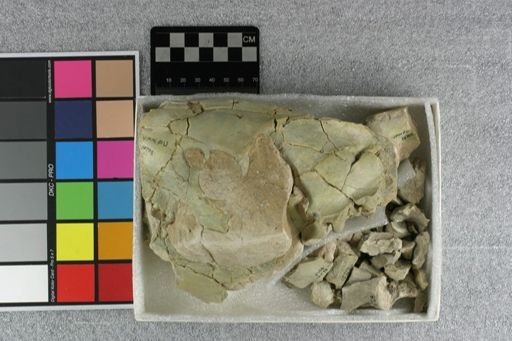 Eporeodon major
