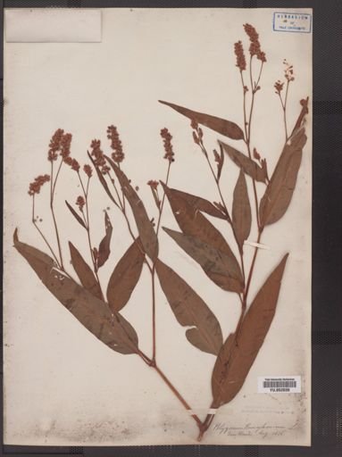 Polygonum pensylvanicum