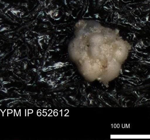 undet. Foraminiferida