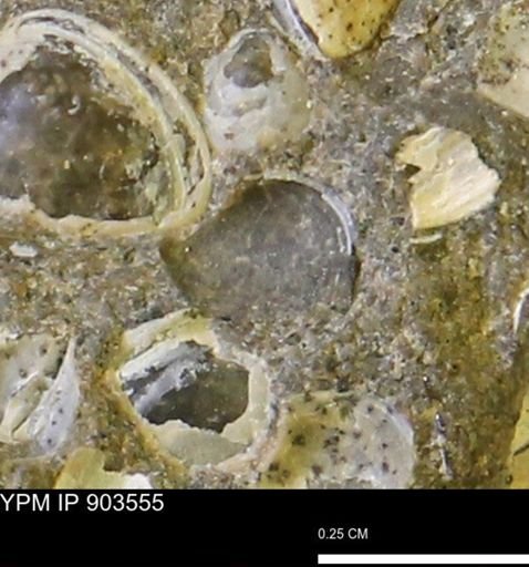 Corbulamella?