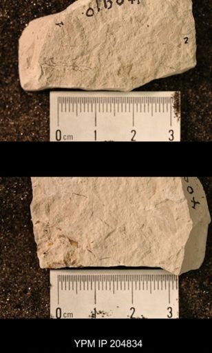 Ephemeroptera