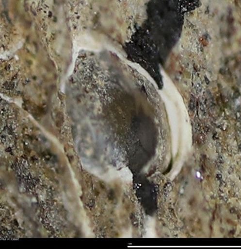 Corbulamella gregaria