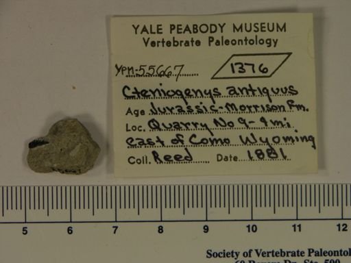 Cteniogenys antiquus