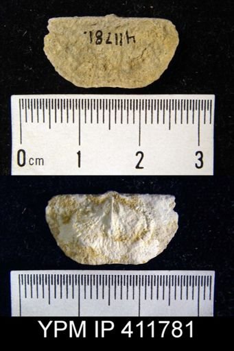 Chonetes granulifer transversalis
