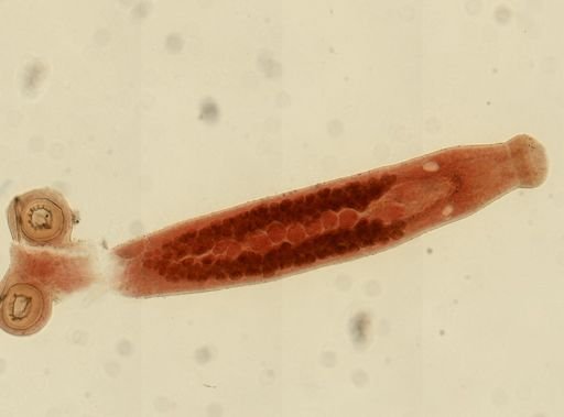 Sphyranura osleri