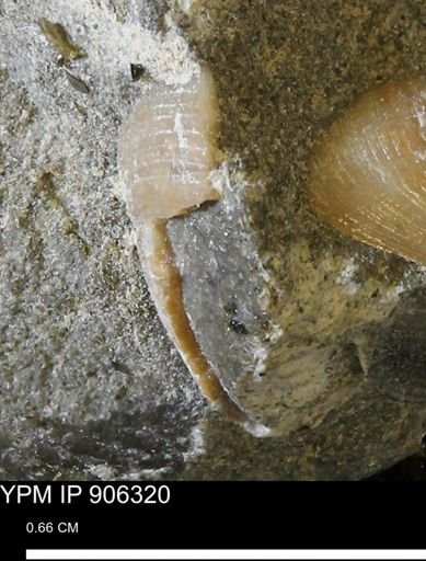 Limopsis striatopunctatus