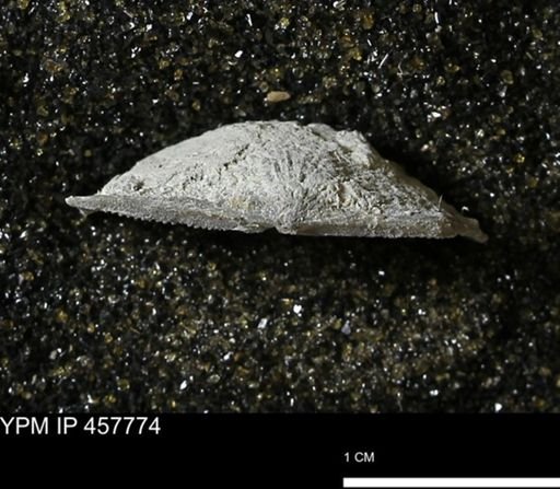 Strophodonta sp.