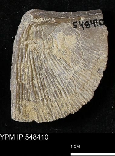 Stropheodonta callawayensis