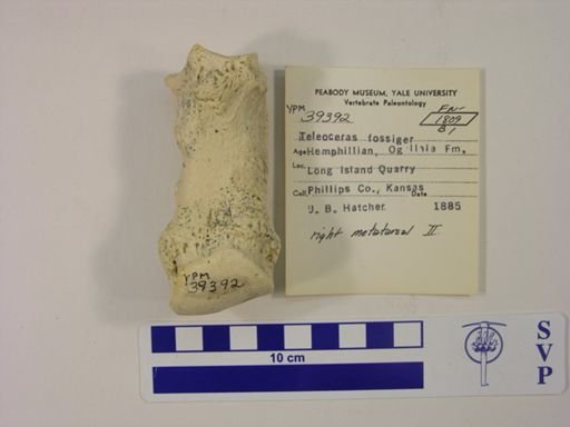 Teleoceras fossiger
