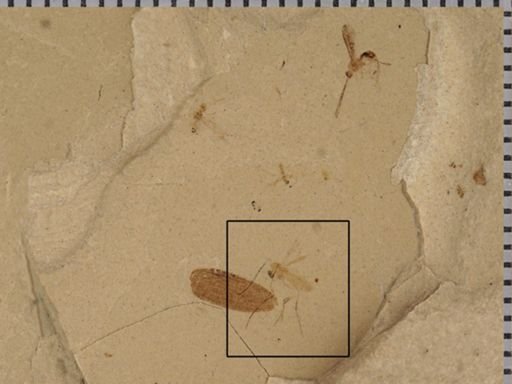 Mycetophilidae?