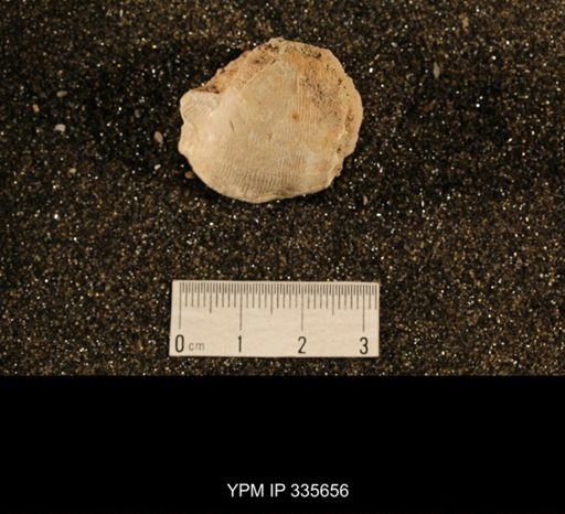 Linoproductus cora