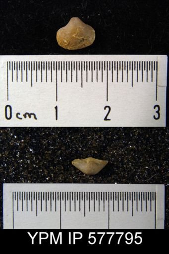 Ambocoelia planoconvexa