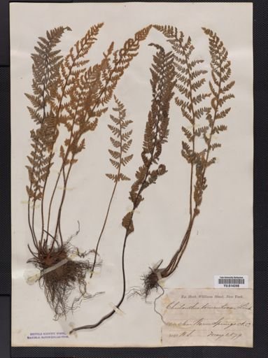 Cheilanthes tomentosa