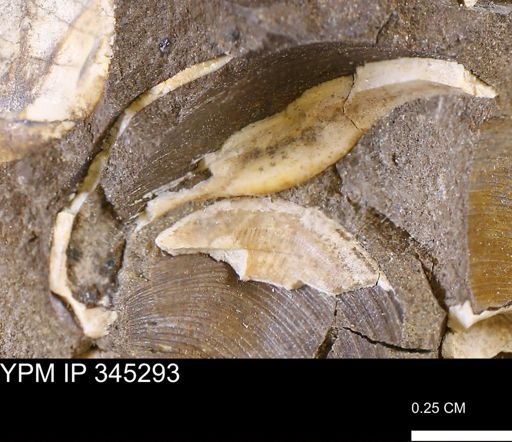 undet. Bivalvia