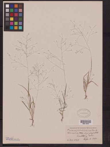 Panicum philadelphicum