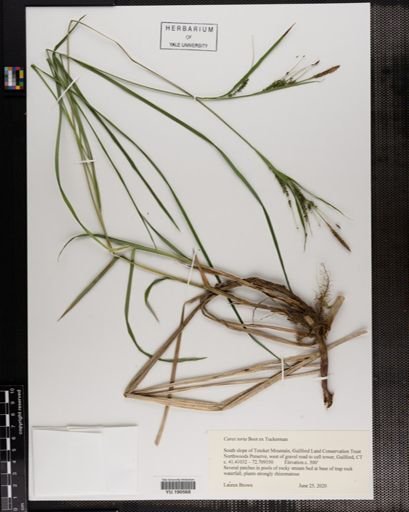 Plantae
