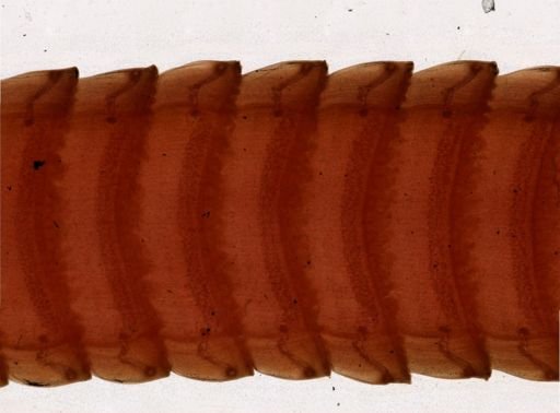 Thysanosoma actinoides
