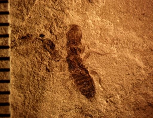 undet. Staphylinidae