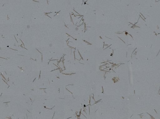 Isodictya deichmannae