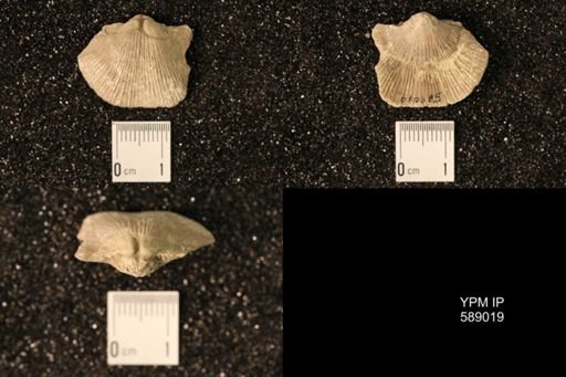Dinorthis subquadrata