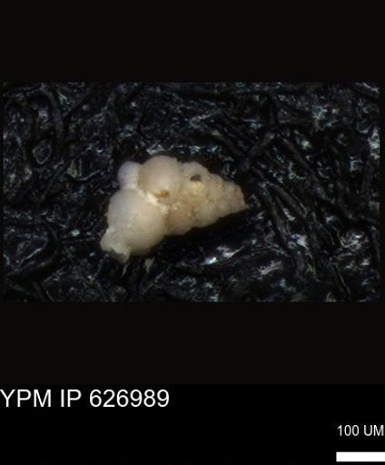 undet. Heterohelicidae
