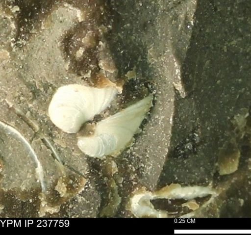 Limopsis striatopunctatus