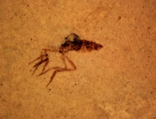 undet. Diptera