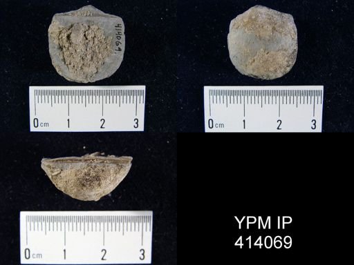 Strophodonta sp.