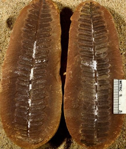 Pecopteris