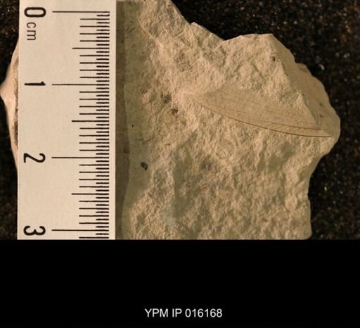 Semopterum venosum