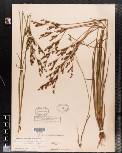 Juncus brevicaudatus