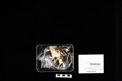 Geoemyda spengleri