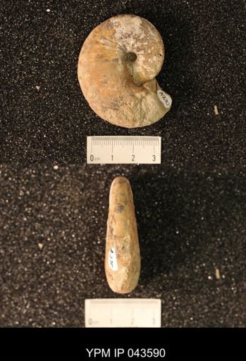 Hoploscaphites nicolletii