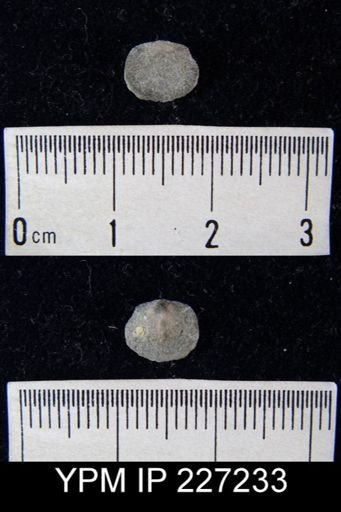 Dalmanella elegantula