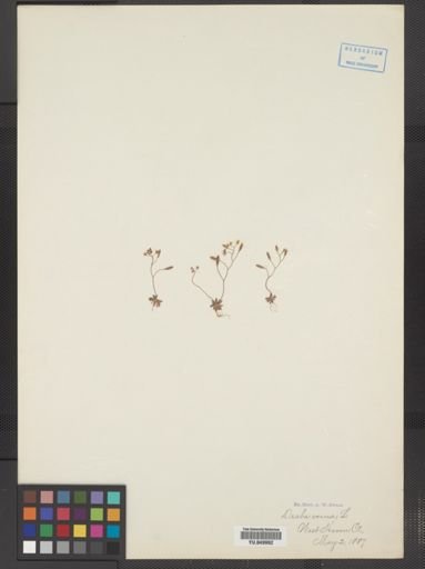 Draba verna