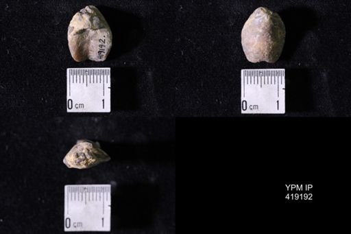 Dielasma sp.