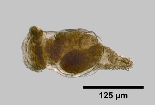 Ptygura seminatans