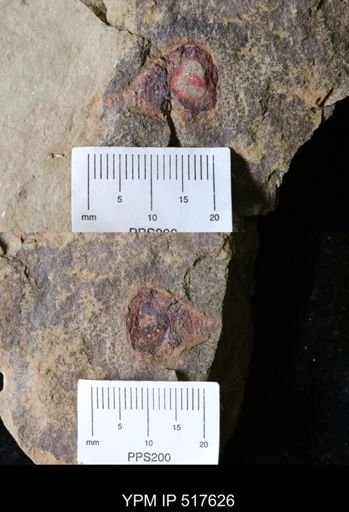 undet. Xiphosurida