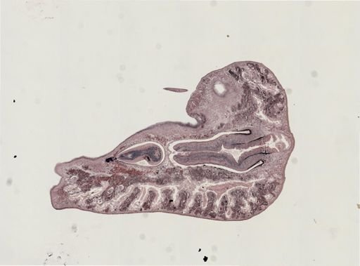 Foviella