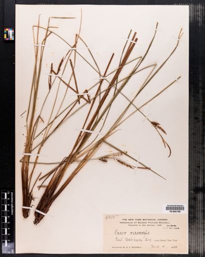Carex stricta